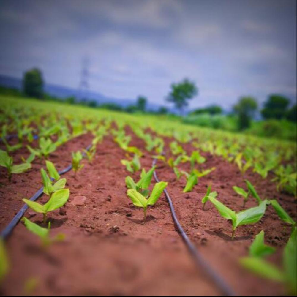 DRIP TAPE - 250 / PLAIN / 20 mm / 800 meter