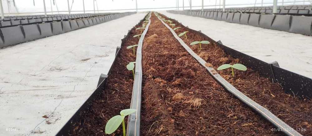 Drip Irrigation Greenhouse