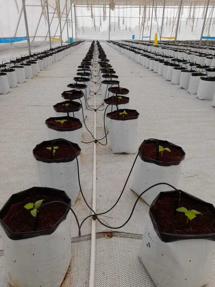 Poly Grow Bags In  Green House