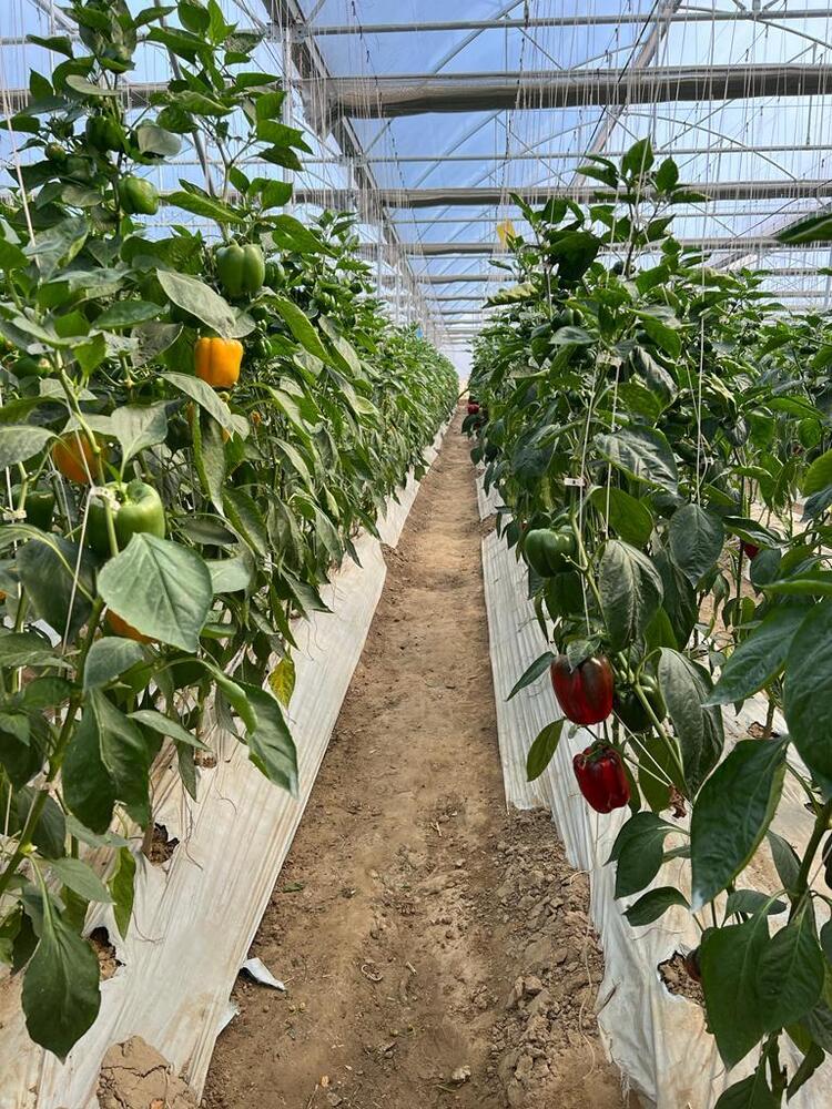 Protected Cultivation Polyhouse Farming