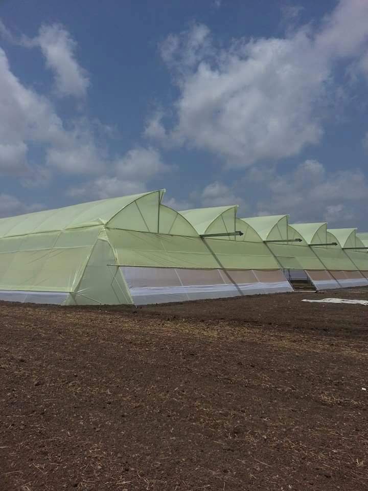 Yellow Color Agricultural Polyhouse