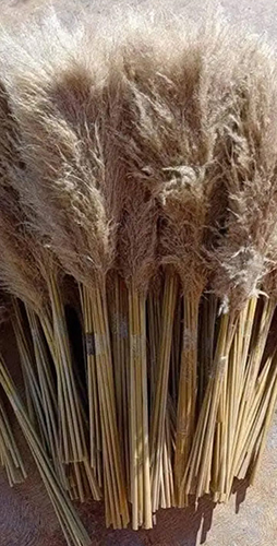 Pampass Grass