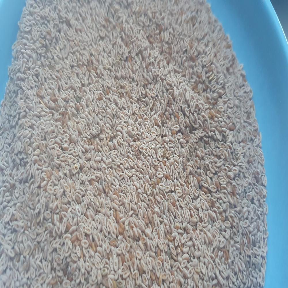 Organic Psyllium Seeds