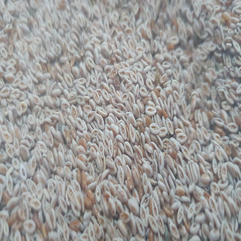 Organic Psyllium Seeds