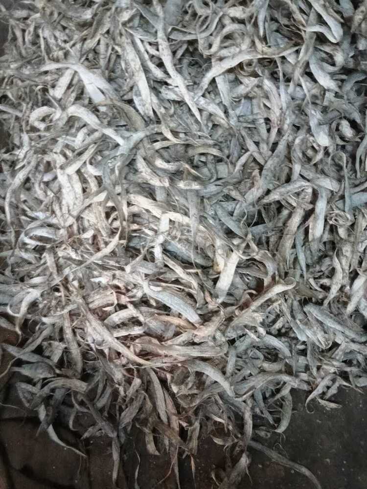 सूखी रिबन मछली