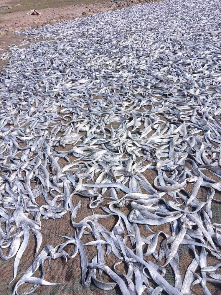 Dry Ribbon Fish