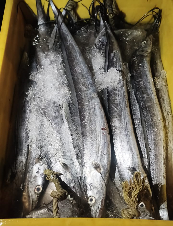 Ribbon Fish - Additives: No Additives
