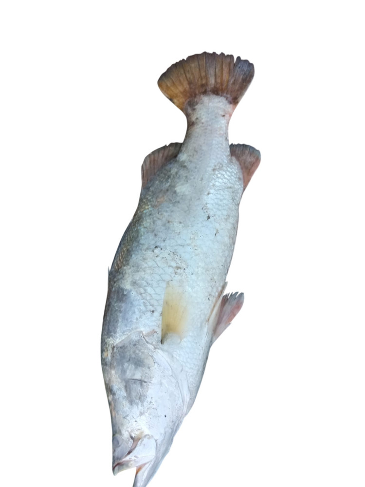 Seabass Fish