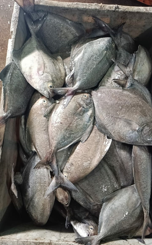 काला पोम्फरेट मछली