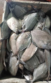 Black Pomfret Fish