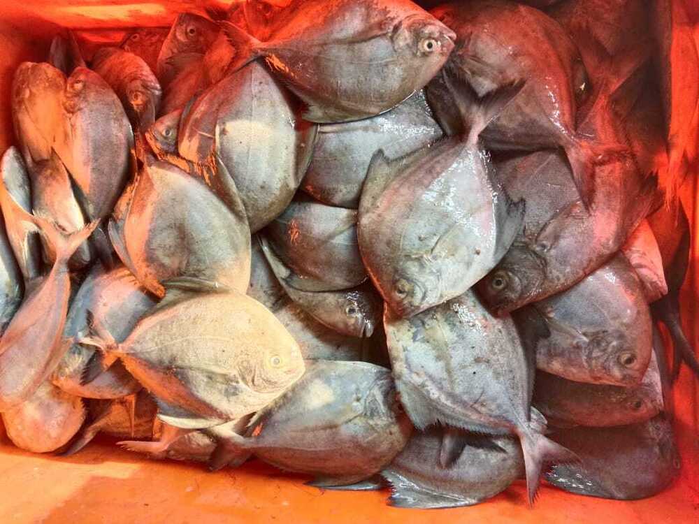 Black Pomfret Fish