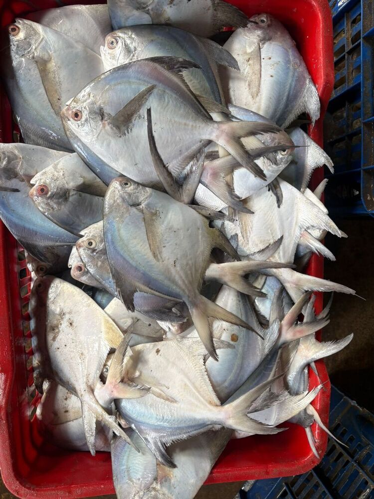 White Pomfret Fish