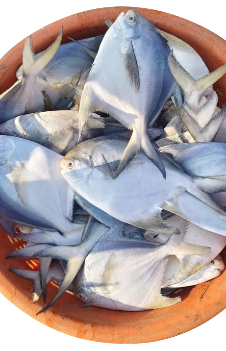White Pomfret Fish