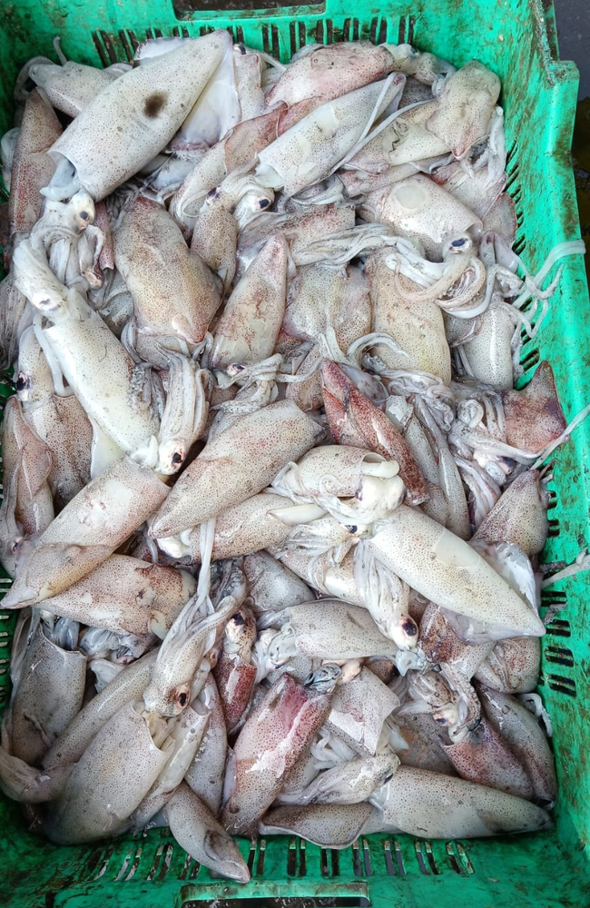 Squid Fish