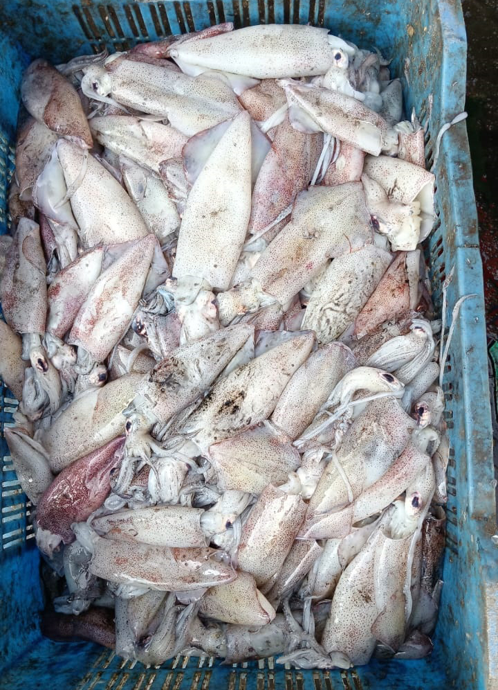 Squid Fish - Grade: A Grade