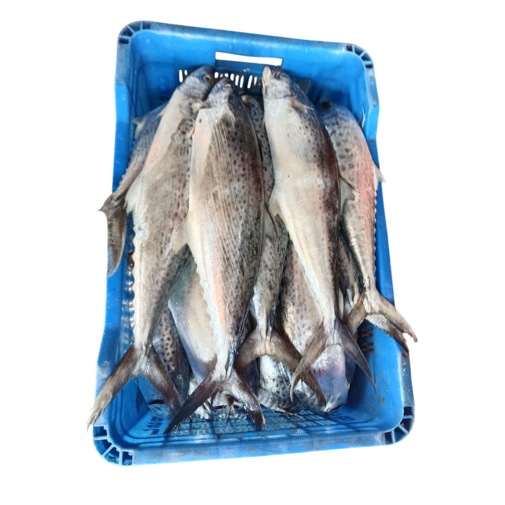King Mackerel Fish