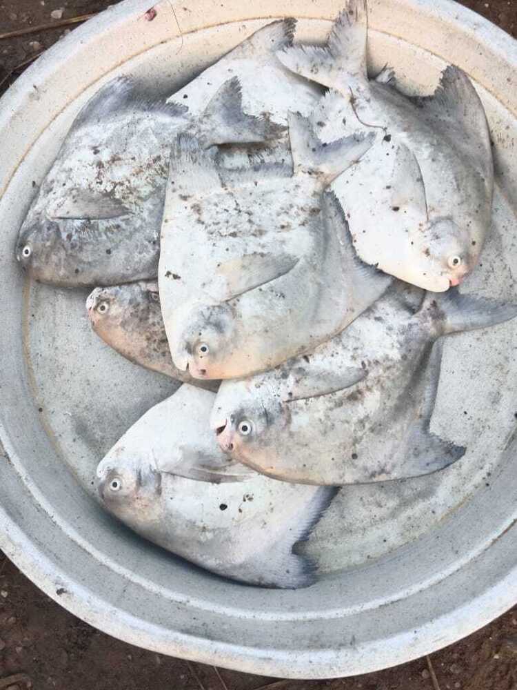 Chinese Pomfret Fish