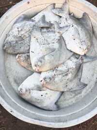 Chinese Pomfret Fish