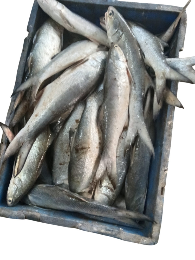 Indian Salmon Maga Fish