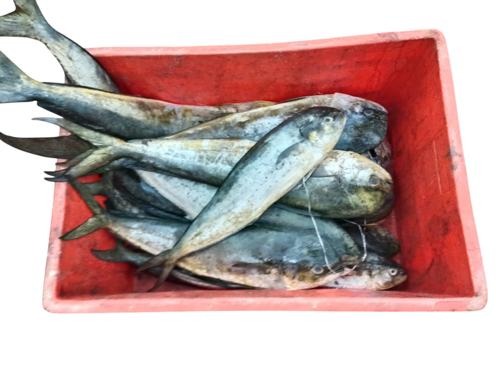 Mahi Fillets Fish
