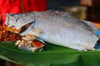 Dry Sea Bass Fish