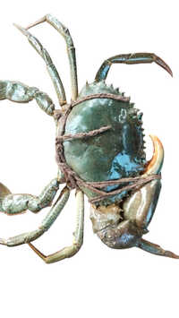 Giant Mud Crab