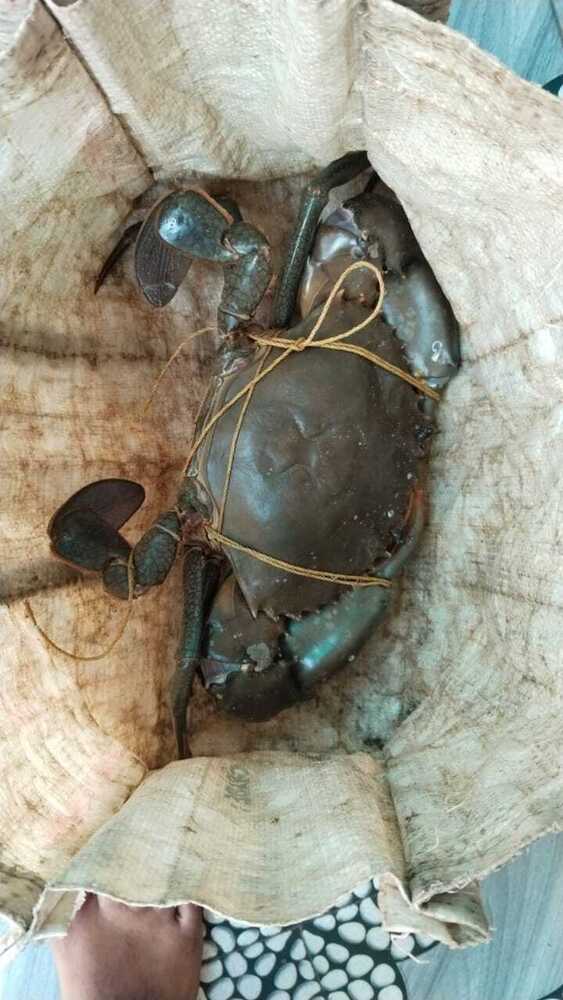 Giant Mud Crab