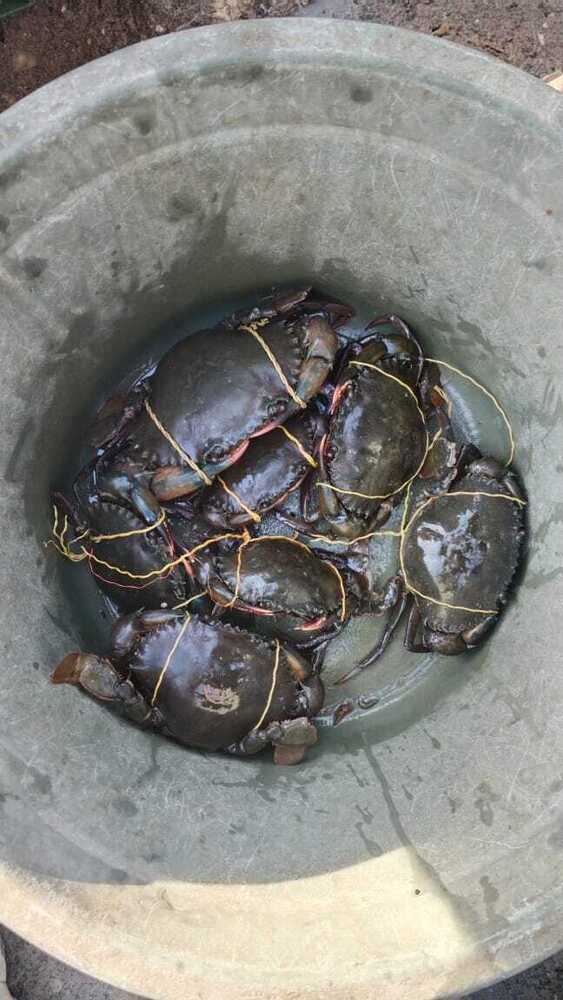 Giant Mud Crab