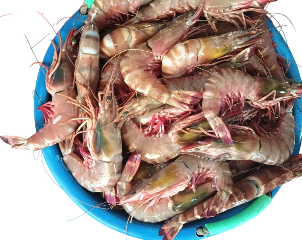 Tiger Prawns