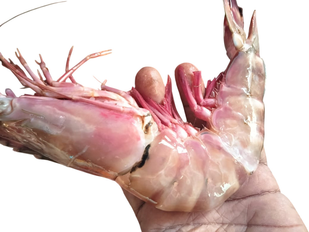 Tiger Prawns