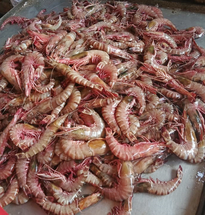 Tiger Prawns