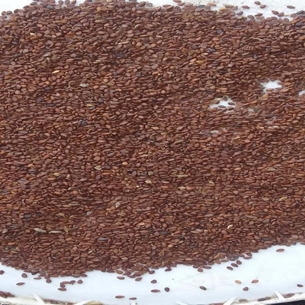 Brown Sesama - Cultivation Type: Pure Raw Seeds