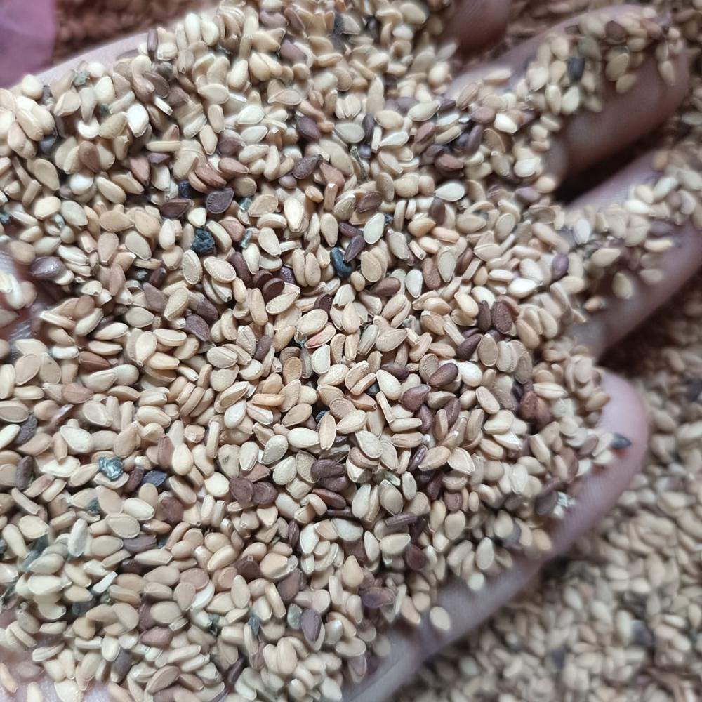 White Sesama Seeds - Moisture (%): 5%