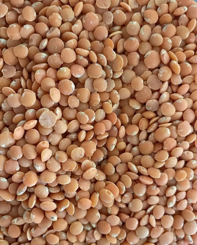 Bold Malka (Gota) Bold Malka (Gota)