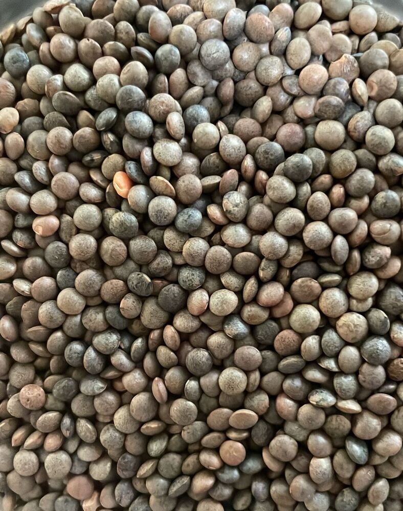 Desi Masoor Bold Polish - Admixture (%): 0.5% Max