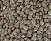 Masoor Polish Extra Bold