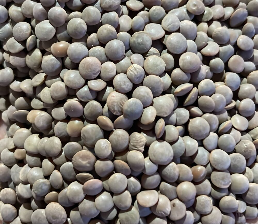 Masoor Polish Extra Bold - Admixture (%): 0.5% Max