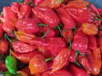 King Chilli