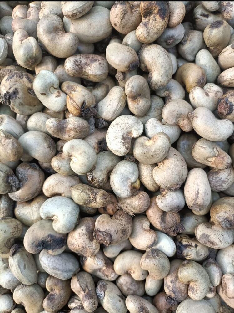 Andhra Pradesh Raw Cashew Nuts