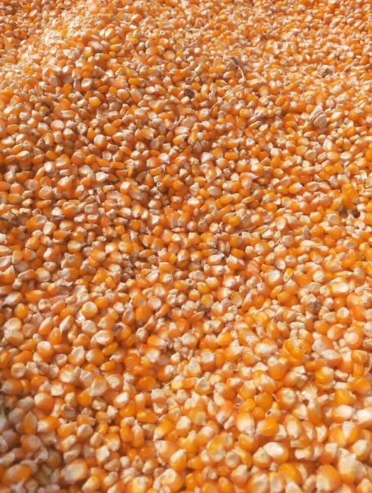 Maize - Yellow Corn - Admixture (%): 1% Max