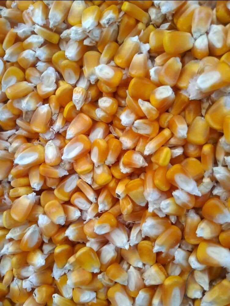 Maize - Yellow Corn - Admixture (%): 1% Max