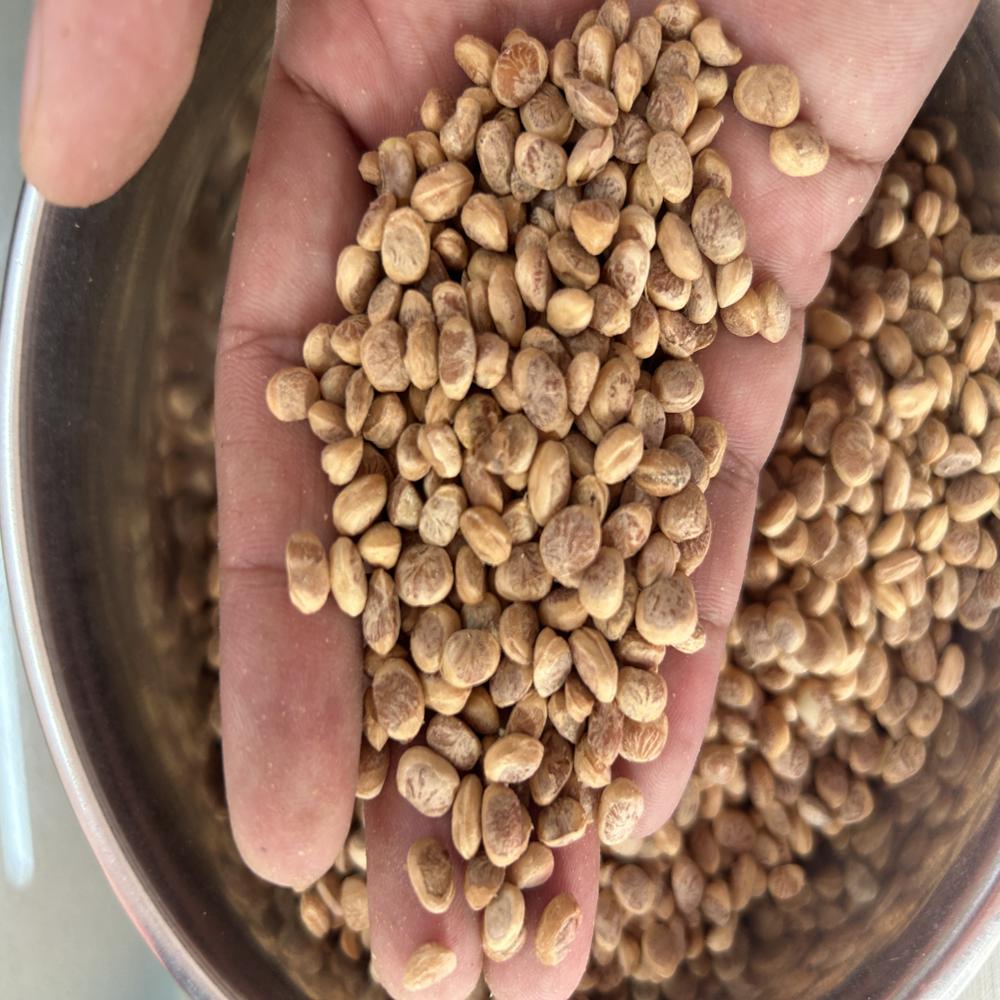 Ch aroli