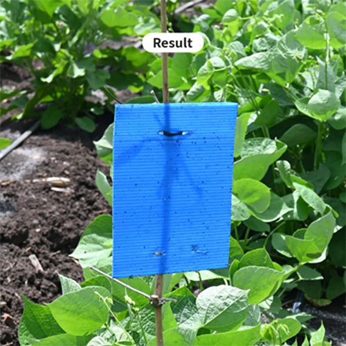 Sticky Insect Trap
