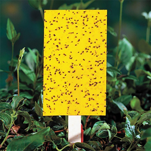 Sticky Insect Trap