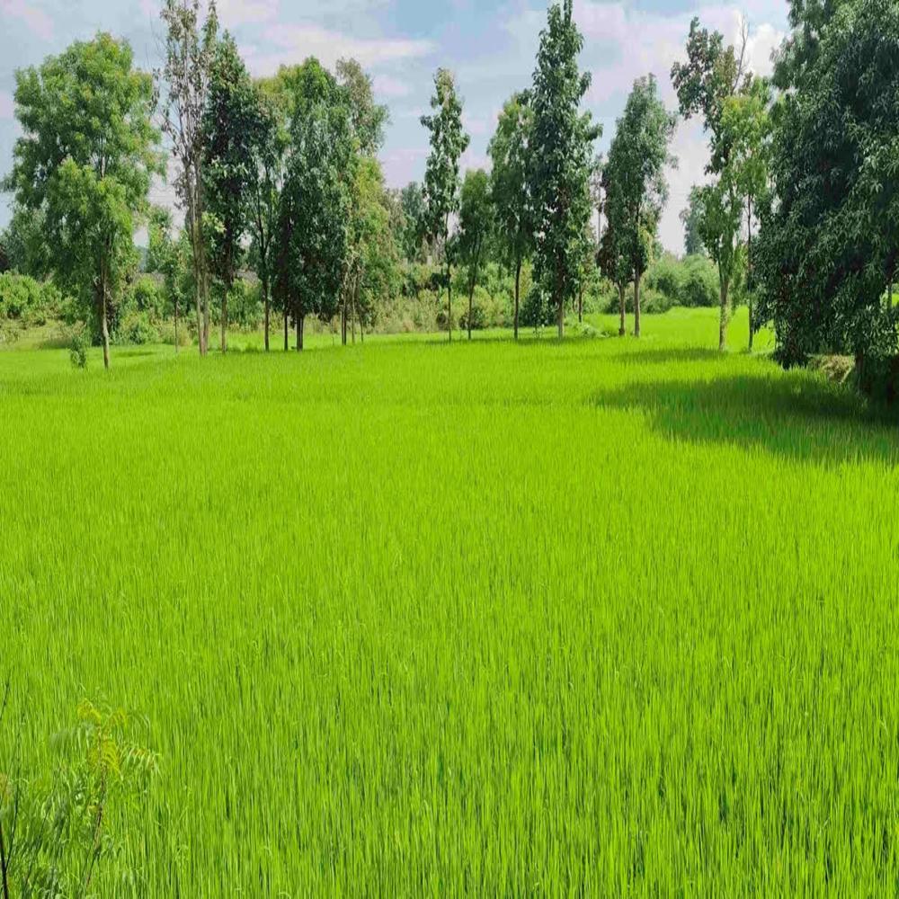 Balaghat Chinnor Rice