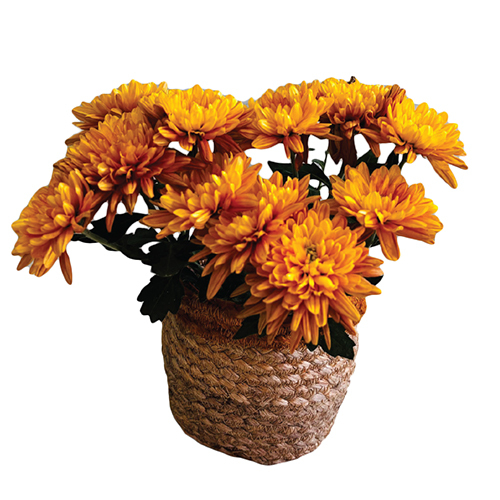 Jute Planter