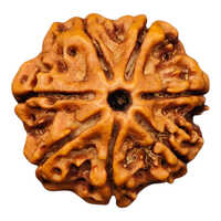 Seven Mukhi Rudraksha - Jewelry Type: Religious Bead