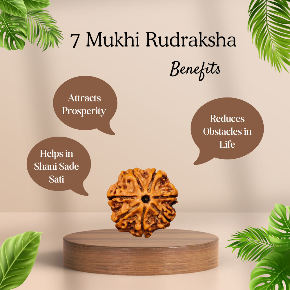 Seven Mukhi Rudraksha