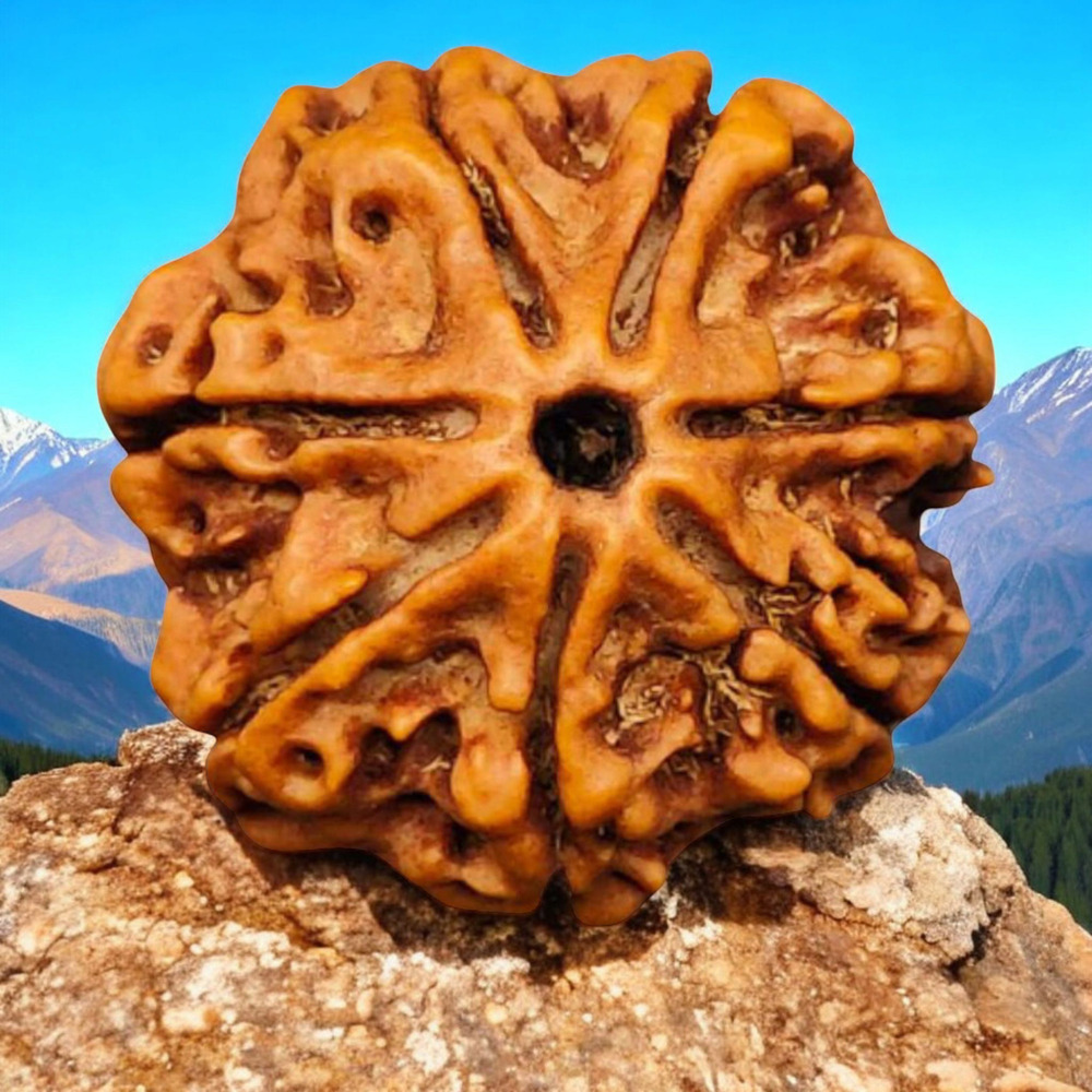 Seven Mukhi Rudraksha