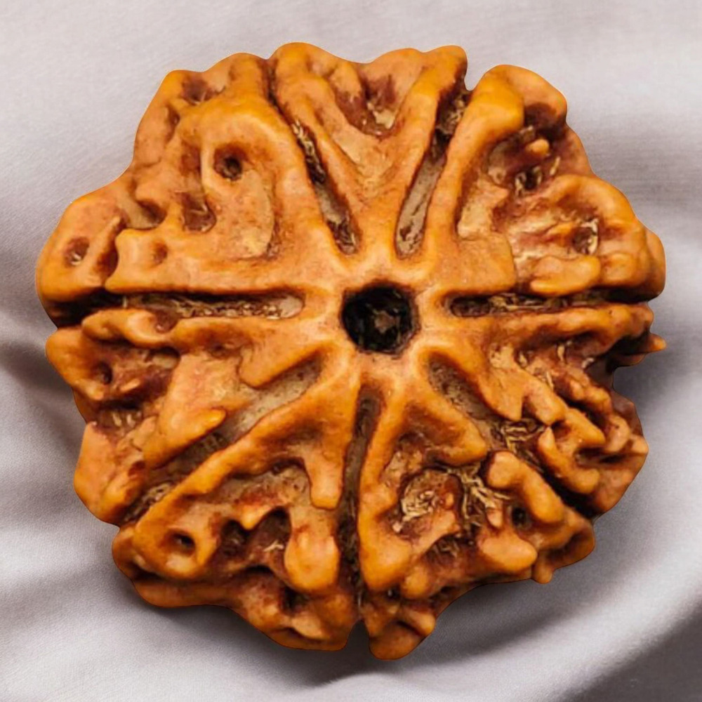 Seven Mukhi Rudraksha